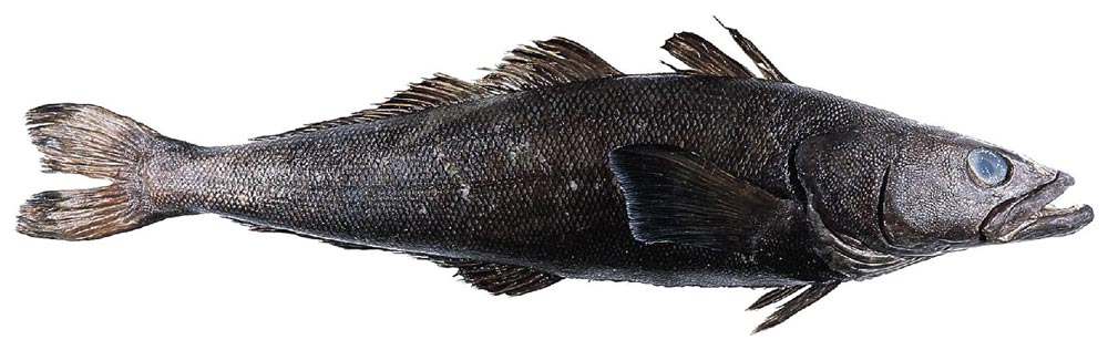 The Patagonian Toothfish